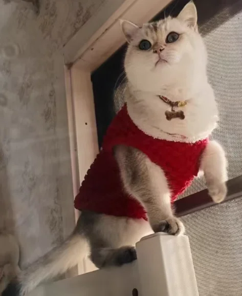 

Make up the price difference link and buy it for 1 yuan each. How much is the difference