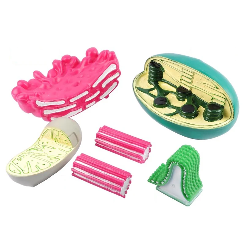 Various Cell Models Organelle Structure Mitochondria Chloroplast Body Anatomical Model Biology Teaching Science Education