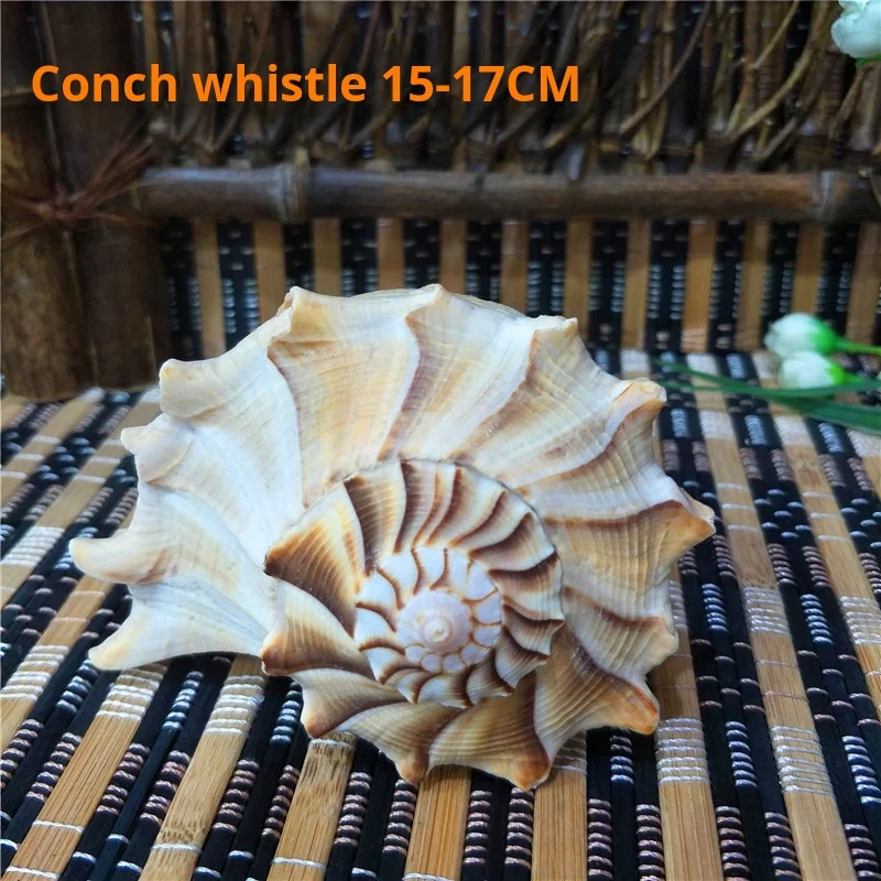 Conch Shell for Fish Tank Landscaping, Conch Whistle, Window Decorations, 15-22cm