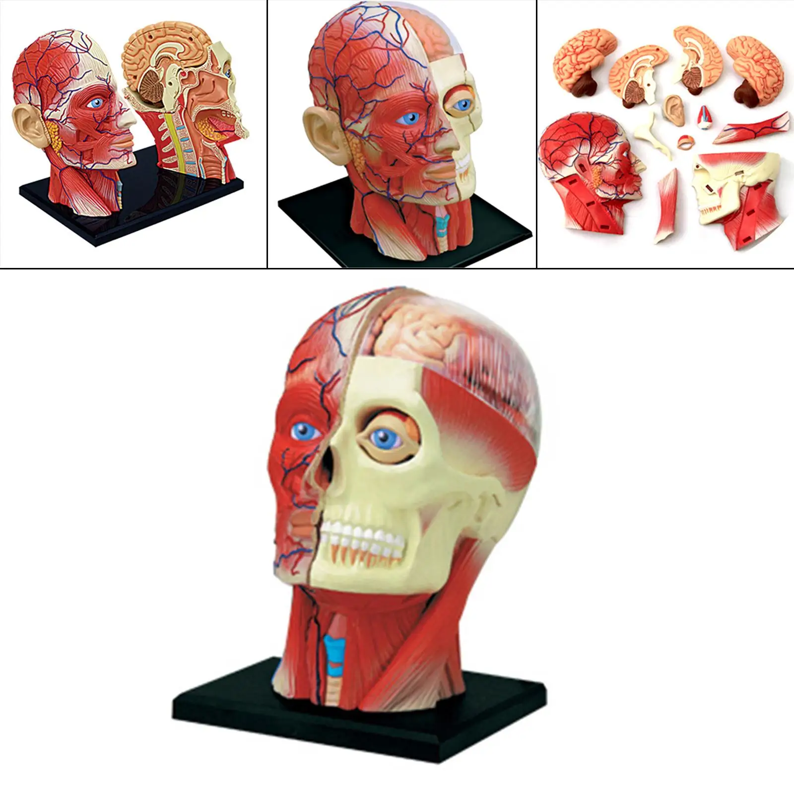 4D Assembled Humans Skeleton Anatomical Model, Exploded Skull Education Sciences Skeleton Head, Anatomia Teaching Supplies