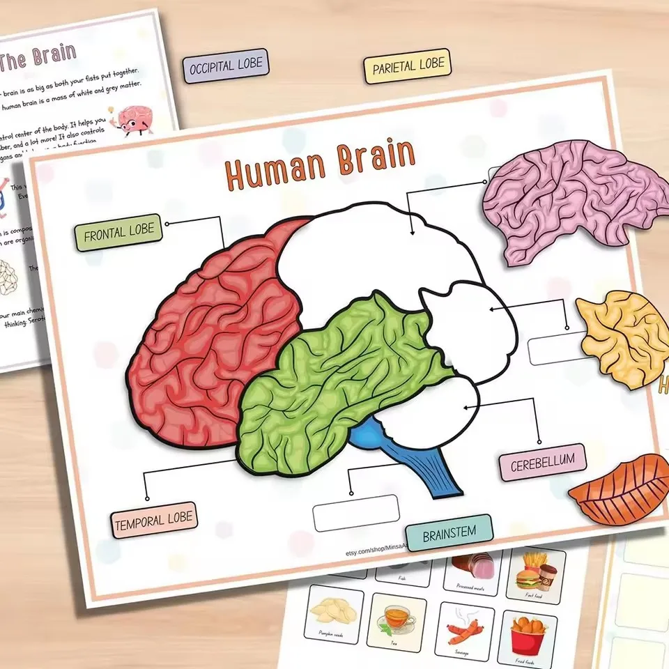 

Children's Human Anatomy Busy Book Medical Enlightenment Educational Activity Toy - Explore the Marvels of Body