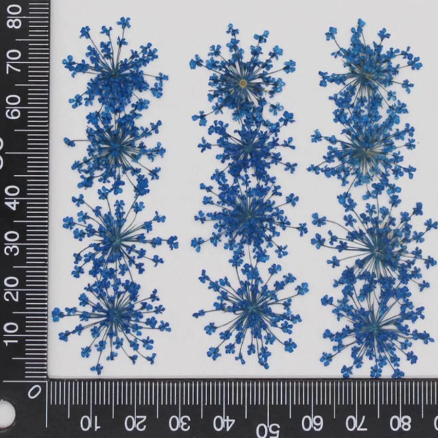 60pcs Pressed Dried 15-20mm Ammi Majus Flowers Plant Herbarium For Jewelry Postcard Invitation Card Phone Case Bookmark DIY
