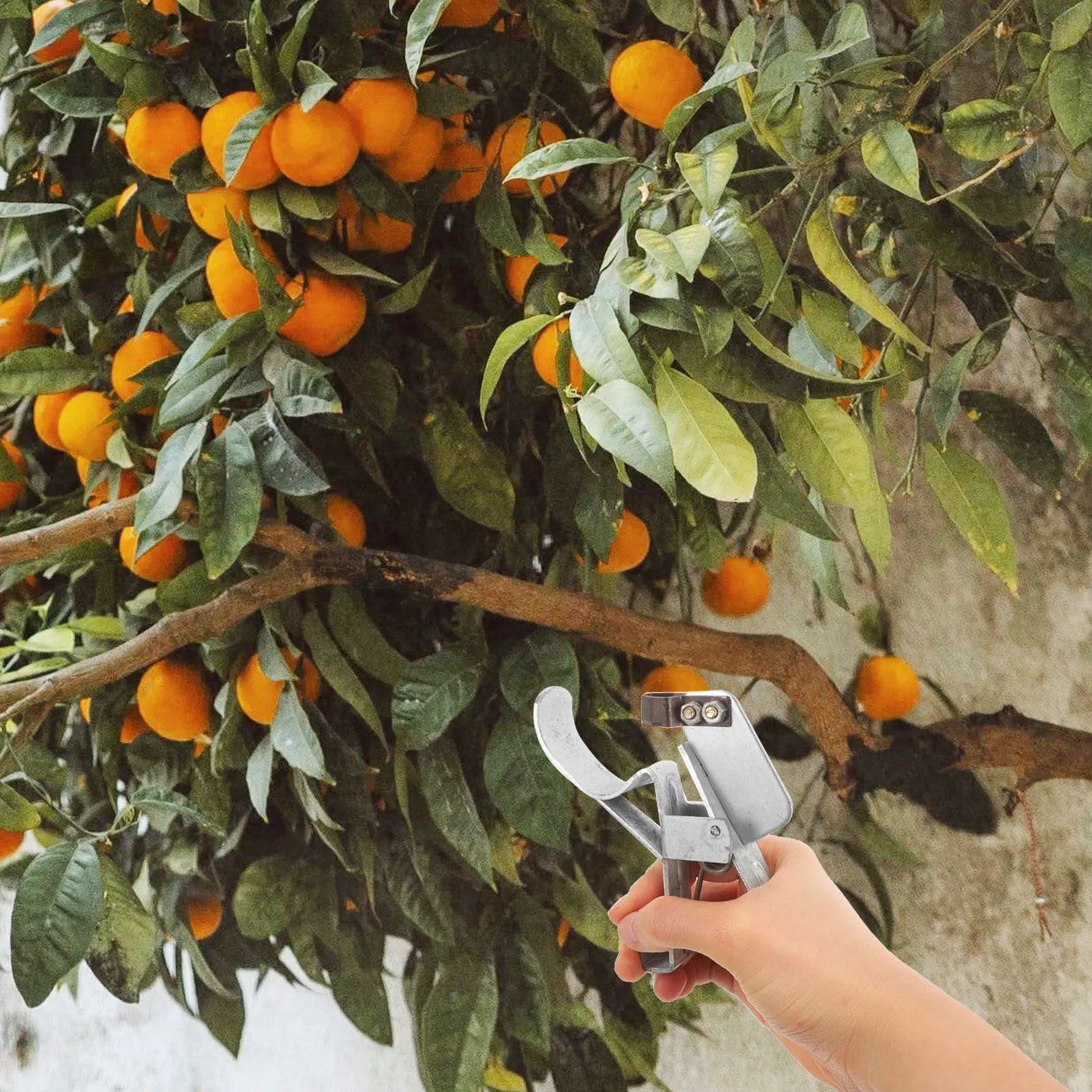 Fruit Branch Tree Girdling Tool Branching Device Barking Cutter Silver Peeler for Grafting