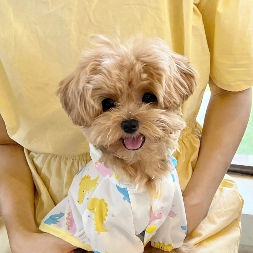 Puppy Dinosaur Rainproof Clothes Dog Splashproof Clothes Bichon Cartoon Styled Open Button Shirt Teddy Two Legs Clothes