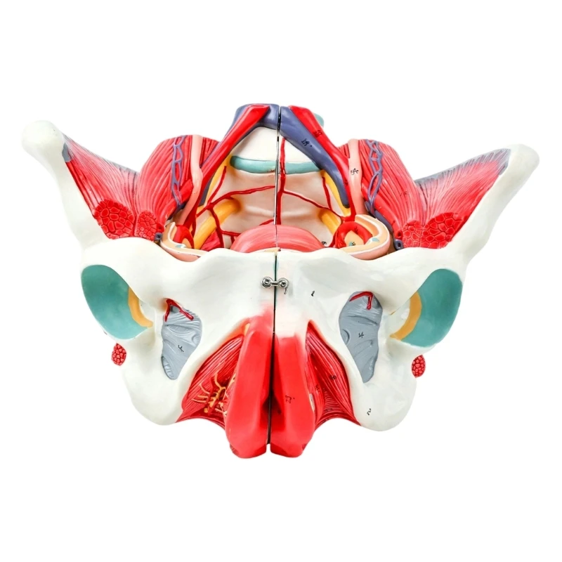 Detachable Female Pelvis Anatomy Model PVC Teaching Tool For Education Programs