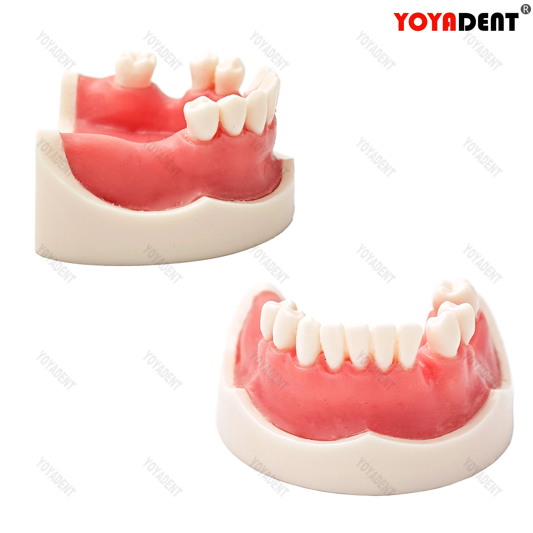 Dental Implant Model Drilling Training Open Suture Model For Patient Education Demo Dentistry Products
