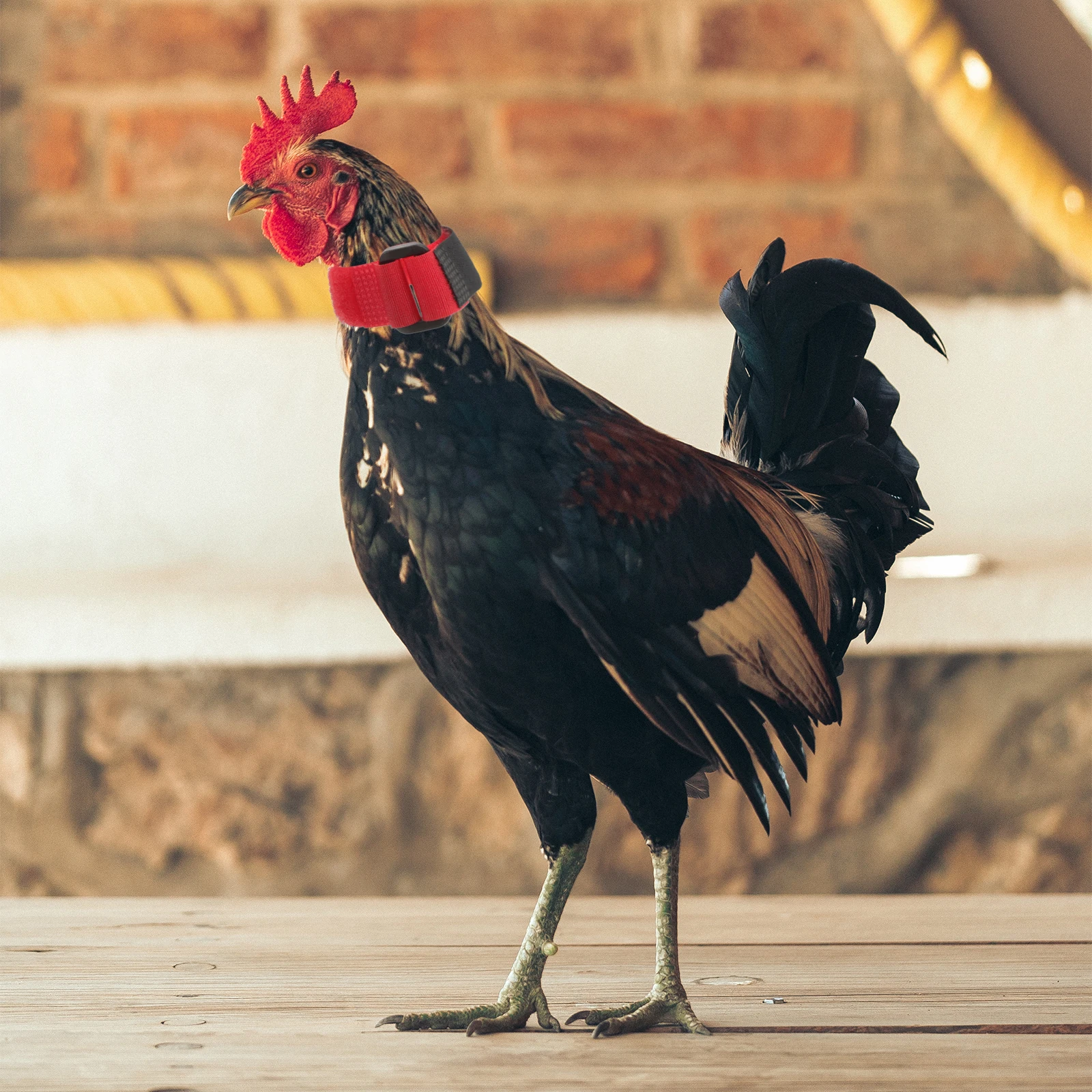 

8Pcs Anti-Crowing Neckbands Nylon Flexible Poultry Collars Adjustable Noise- -Screaming Bands Collars for Rooster