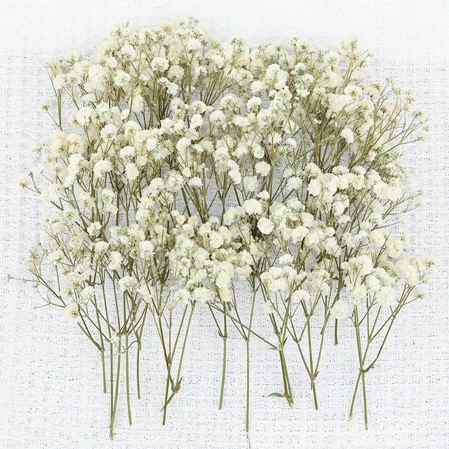 

50-100pcs Creative Gypsophila Dry Flowers Floral Arrangement Dried Flower Eternal Flower DIY Home Wedding Decoration Gift DIY