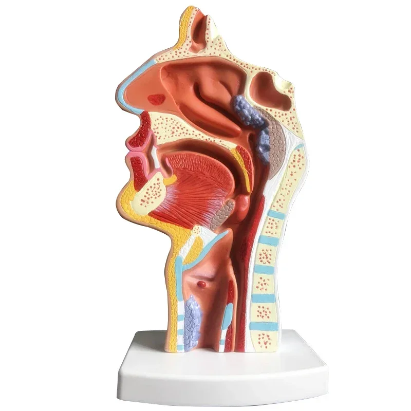 Human nasal cavity anatomical model Nose, mouth and throat structure Teaching model