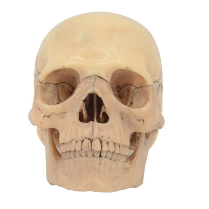 4D Disassembled Skull Anatomical Model Detachable Teaching Tool