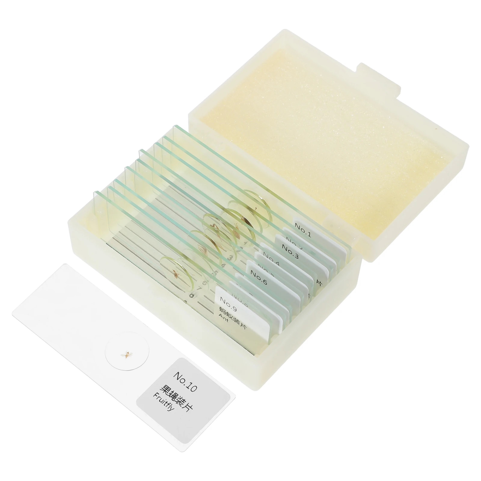 10 pçs inseto espécime slides microscópio para crianças biologia educacional ciências sala de aula ferramentas preparadas seguro portátil leve