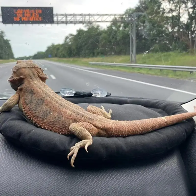 Car Lizard Hammock Soft Portable Car Dashboard Bearded Dragon Hammock Bearded Dragon Supplies Lightweight Reptile Bed With