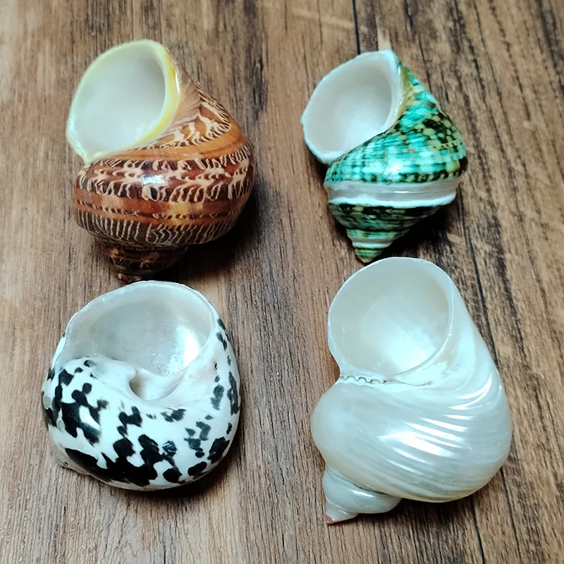 4PCS Assorted Hermit Crab Shells Colorful Turbo Shells, 4-6CM Hermit Crab House for Décor, Opening Approx 2.5CM Natural Crafts