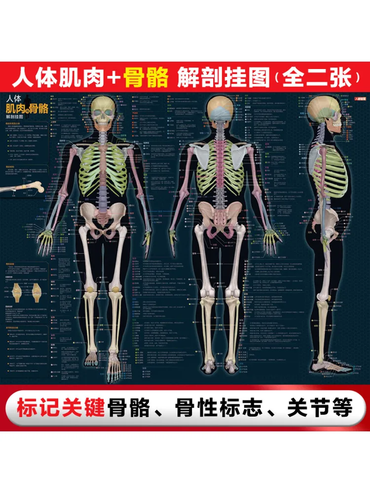 

Book-Winshare Human Muscles and Bones Anatomy Wall Chart