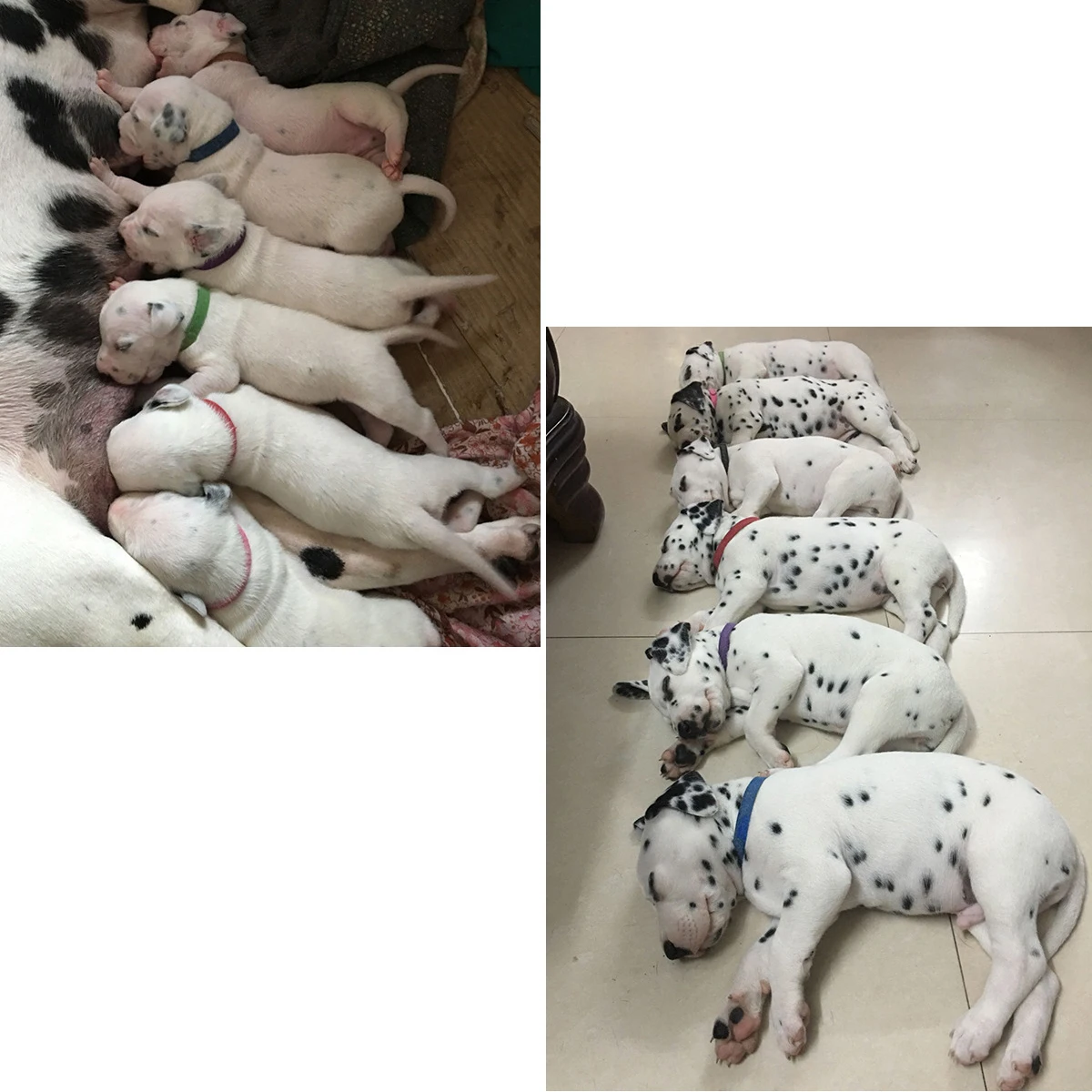 

15 pcs 15 Colors Pet Identity Collars Adhesive Puppy Id Bands Double-Sided Adjustable Id Bands For Dogs Cats Whelping Tracking