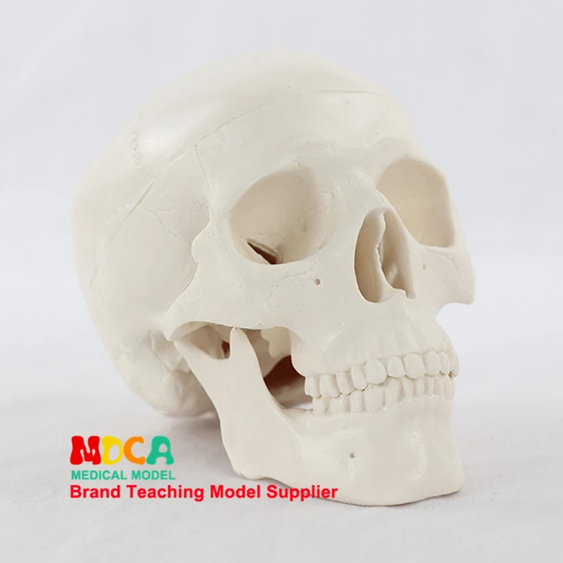 Human Anatomical Model Medicine Skull Human Model Anatomical Head Anatomy Teaching Skeleton Head Studying Teaching Supplies