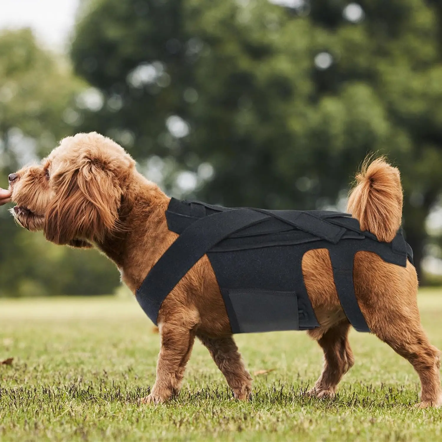 Dog Back Brace Support ,Vest Back Bracer for Dachshunds, Corgis - IVDD Arthritis, Herniated Disc, Spinal Relief & Back Stability