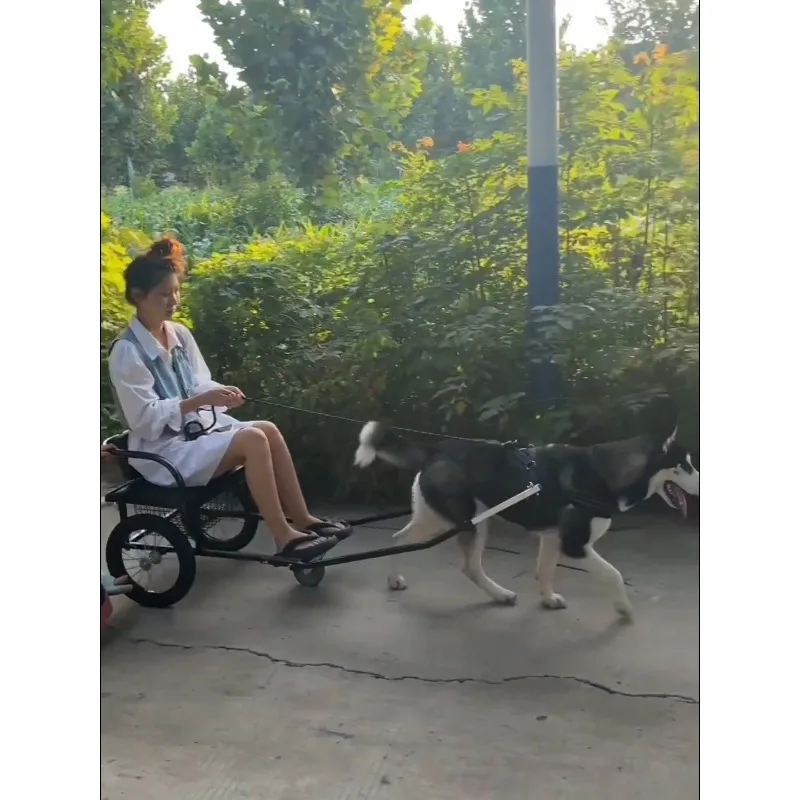 Dog strollers, pets, groceries, people, and dog strollers