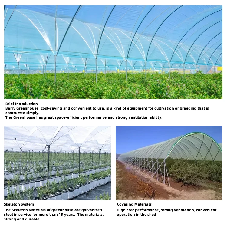 2025 간편 채소밭 묘목 재배 토마토 식물 온실 프레임 키트 플라스틱 온실 장비