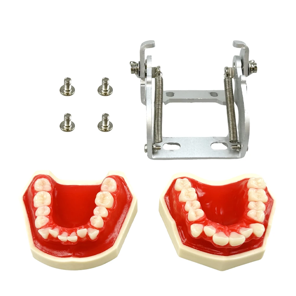 Dental Practice Model With Red Wax Gum Teeth Model Typodont For Orthodontic Training Teaching Dentist Patient Communication New