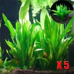 Plantas aquáticas artificiais para decoração do aquário, decorações de plástico Waterweed, acessórios de decoração do aquário, 5 pcs, 10pcs