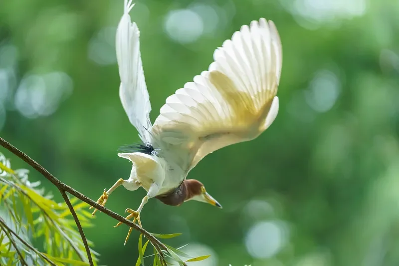 

Комплект рамки для дрона FLYWOO Flybee 16/20 FPV — совместим с O3lite/O4/Walksnail/HDzero