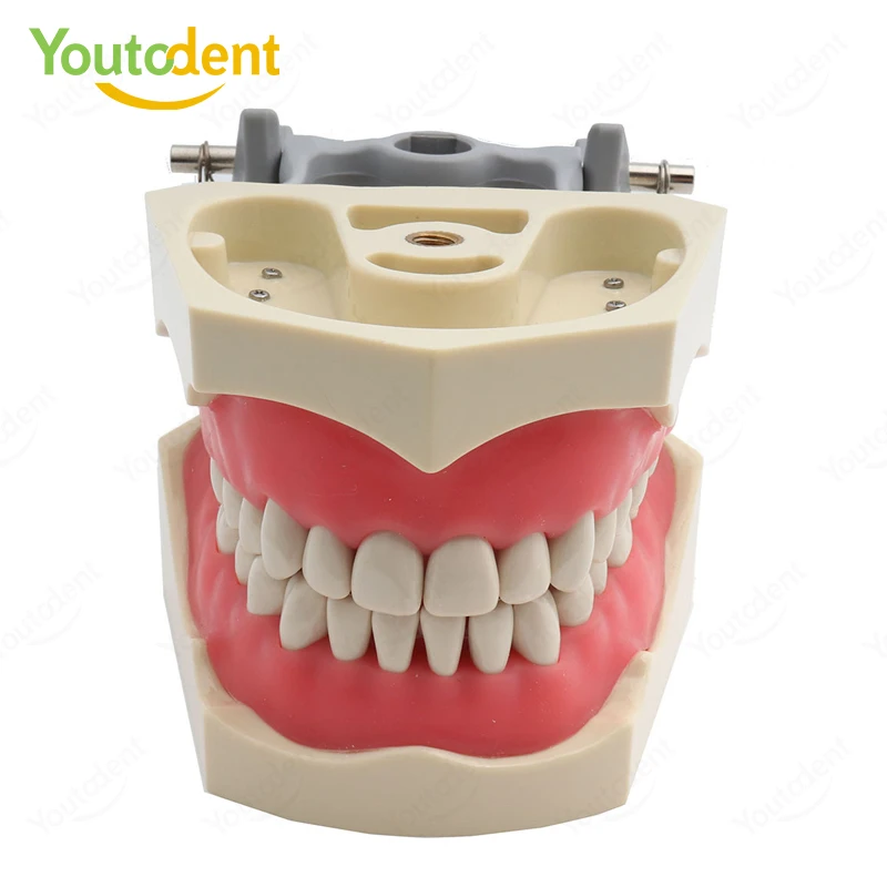 Dental ADC Type Model with Removable 32 pcs Teeth Available, Dental Teeth Teaching Model Demonstration Tooth Model
