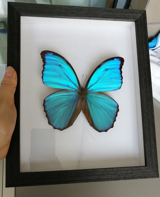 

Custom Flash Butterfly Specimen Big Blue Flash Joy Goddess Specimen Photo Frame Real Butterfly Specimen Decoration Gift