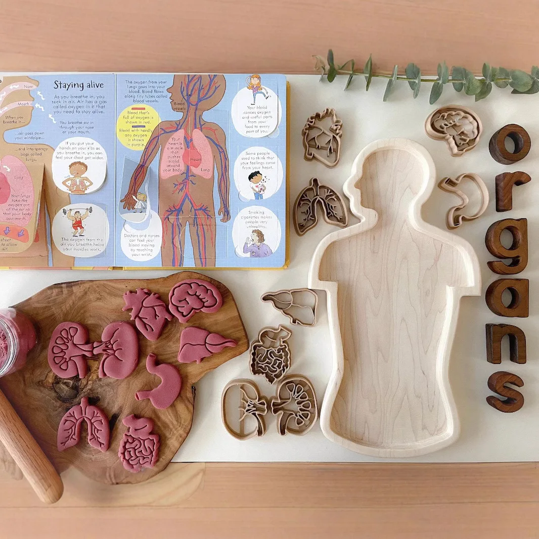 Organi realistici del corpo umano Stampi per biscotti Stampi per argilla colorata per bambini Giocattoli multiuso per organi del corpo umano di Halloween