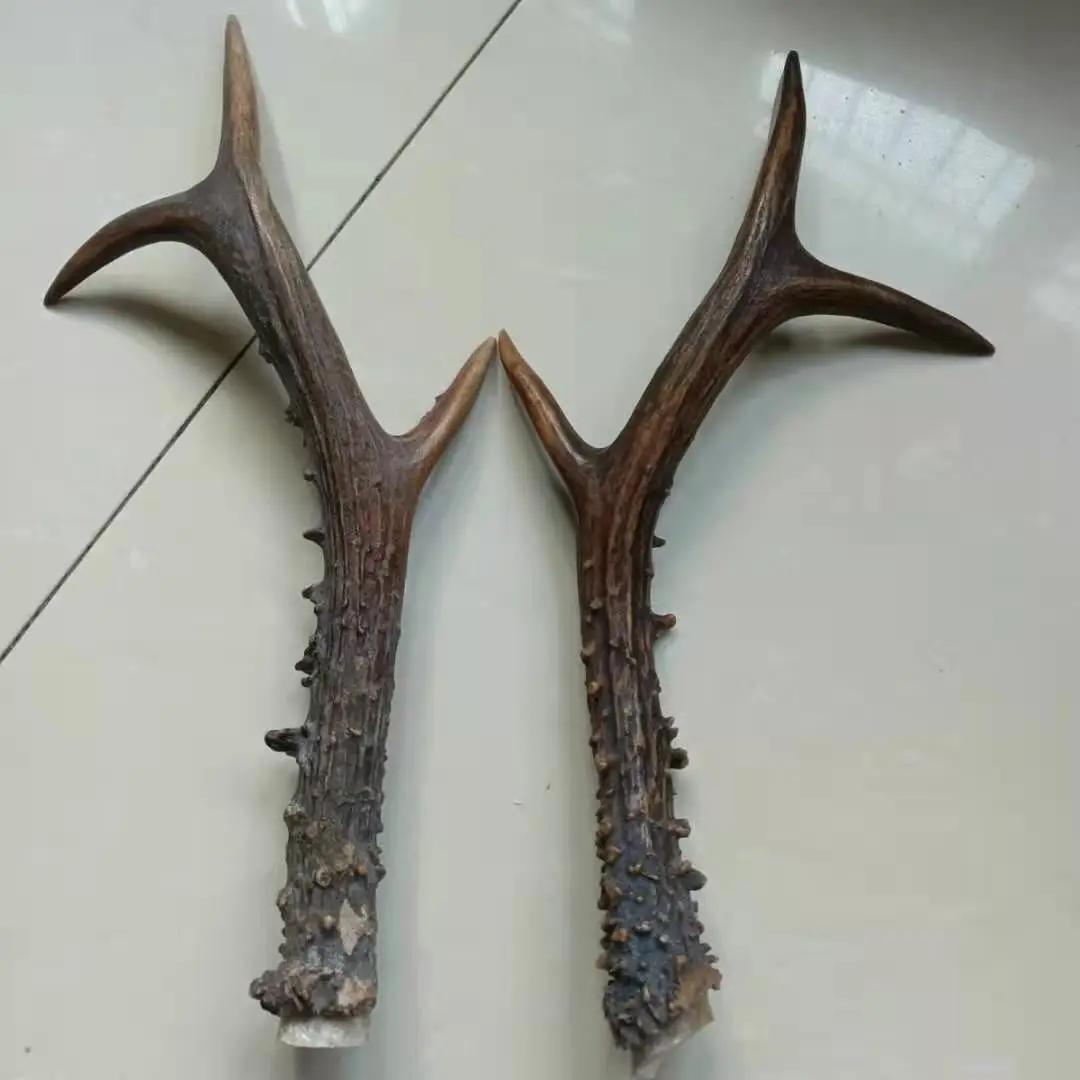 1 pcs Natural antler material solid handle DIY antler Horn black water ox horn real randomly send one pcs