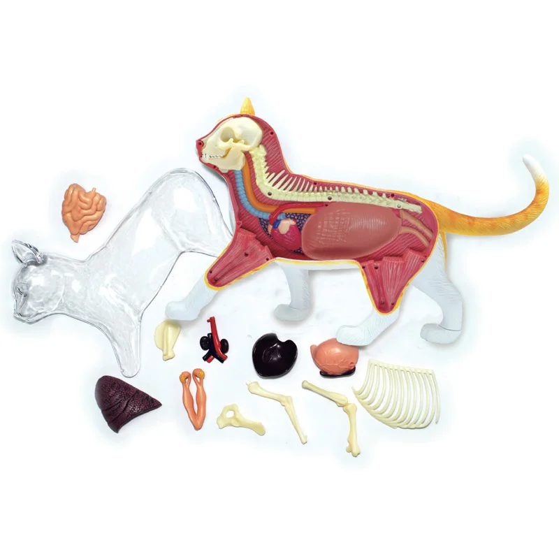 4D Orange Cat  Anatomical Model Simulation Animal Biological Organs Skeleton Anatomy Medical Teaching Tools