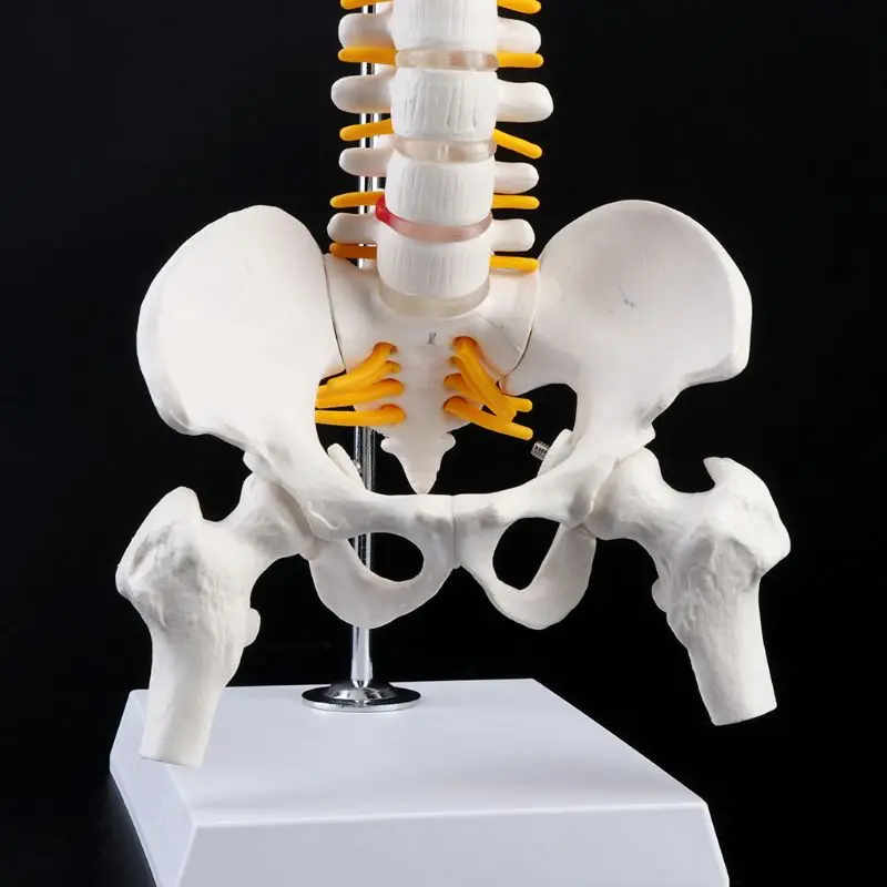 45cm Flexible Human Spinal Column Vertebral Lumbar Curve  Anatomical Model Anato K1KF