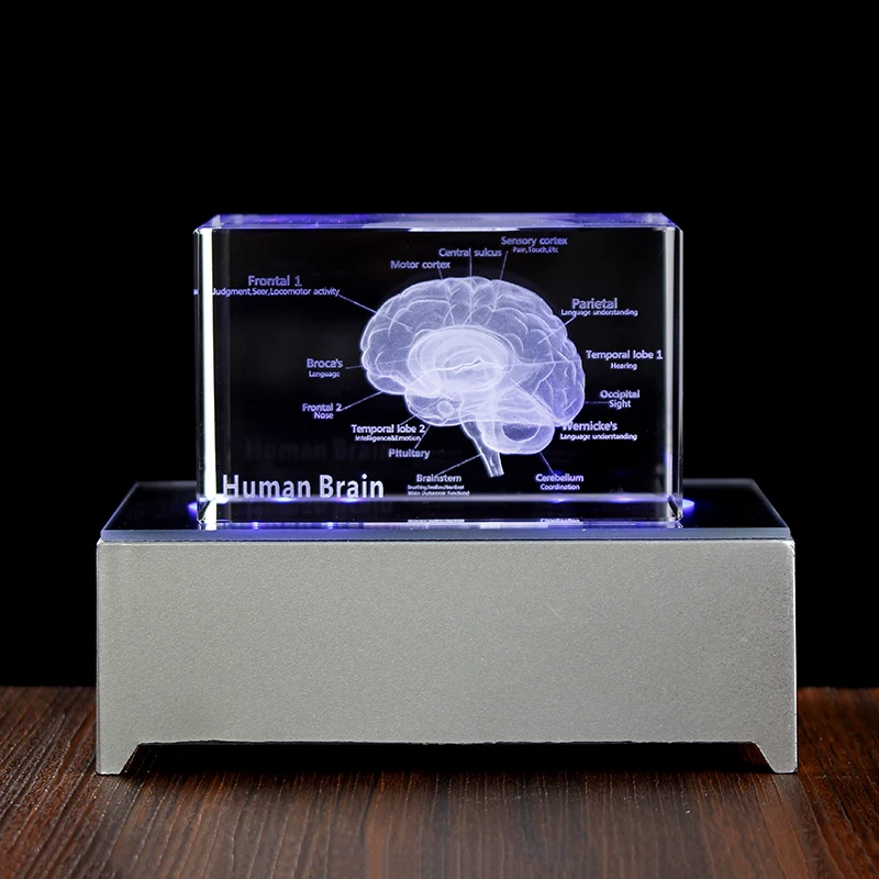 Brain Crystal Cube Model, 3D Laser Engraved, Human Cerebrum Organ, Anatomical Figurines, Paperweight Science Gifts, Keepsake