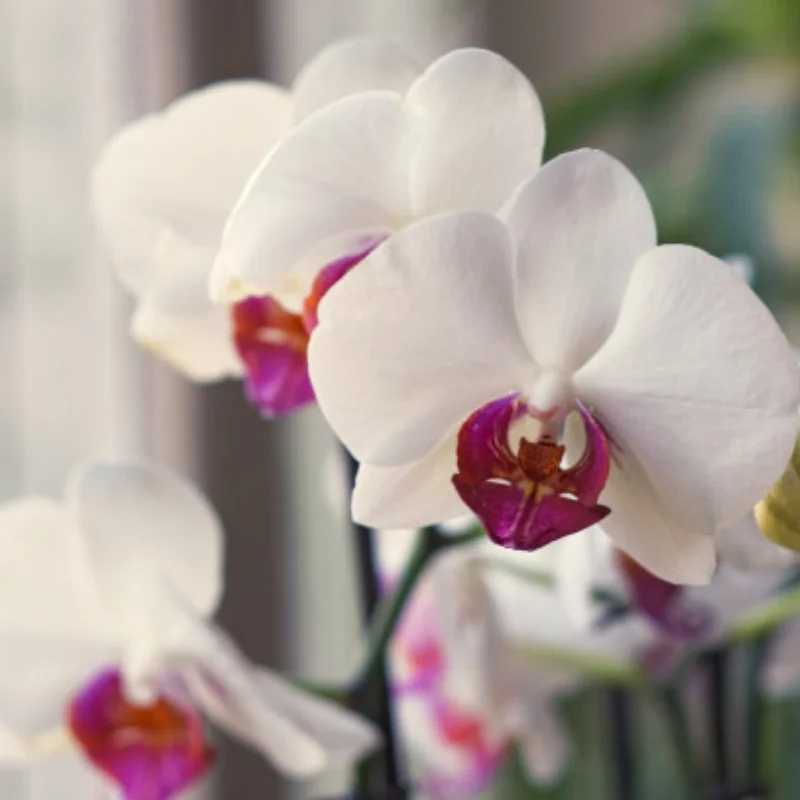 Voor FeiShen FS 1/8 TANK, SHARKS, Cheetah, ATOM, Leopard, Thunder, RC Auto Onderdelen Metalen Verbeterde Front Steering Cup