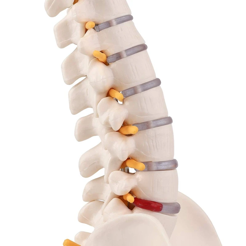 Miniature Spine Anatomy Model, 15.5Inch Mini Vertebral Column Model With Spinal Nerves, Pelvis, Femur, Mounted On A Base