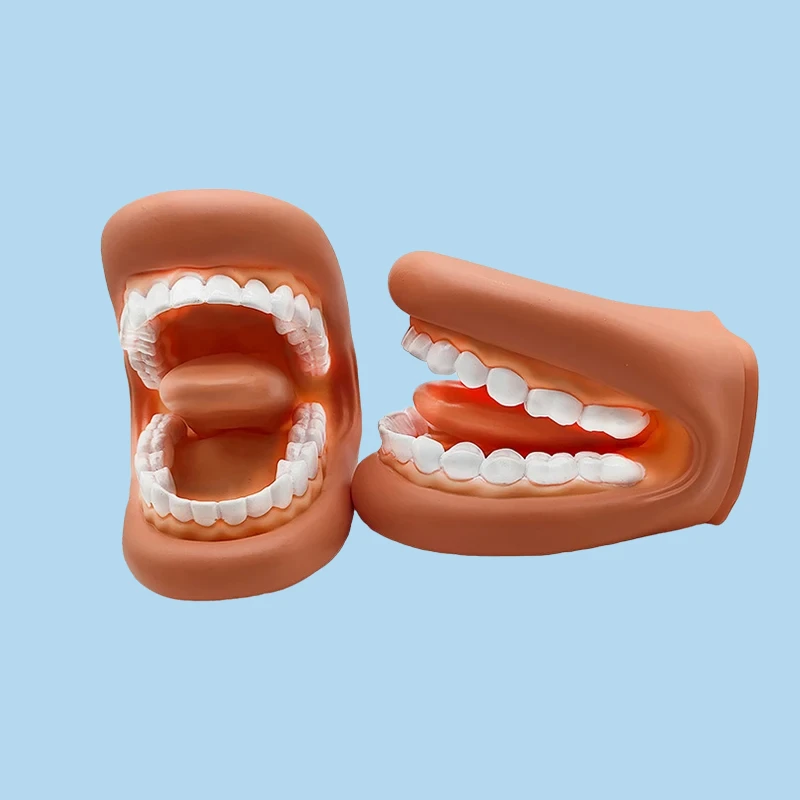 

Dental Model Oral Teaching Simulation Teaching Aids Kindergarten Children Brushing Demonstration Nursing Medical Tool