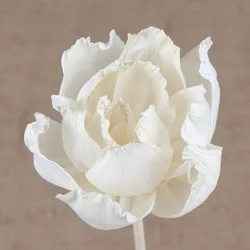 10PCS DIY Home Decor Plant Dried Flower for Essential Oil Volatilization,Aromatherapy Accessories Sola Flower for Reed Diffuser
