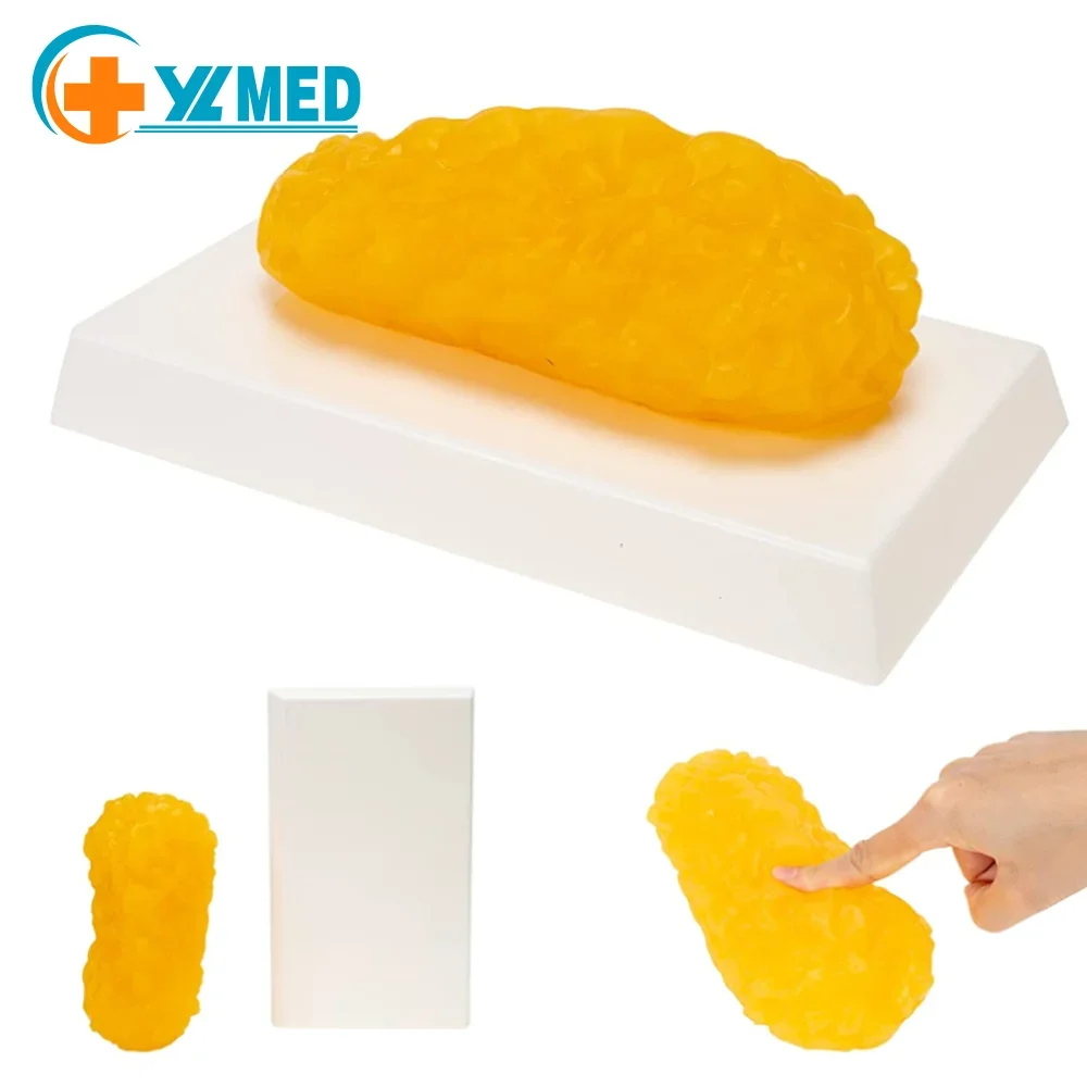 Factory Direct Teaching Model Anatomy Human Fat Model Rectangular Silicone Gel Material School Training Simulation