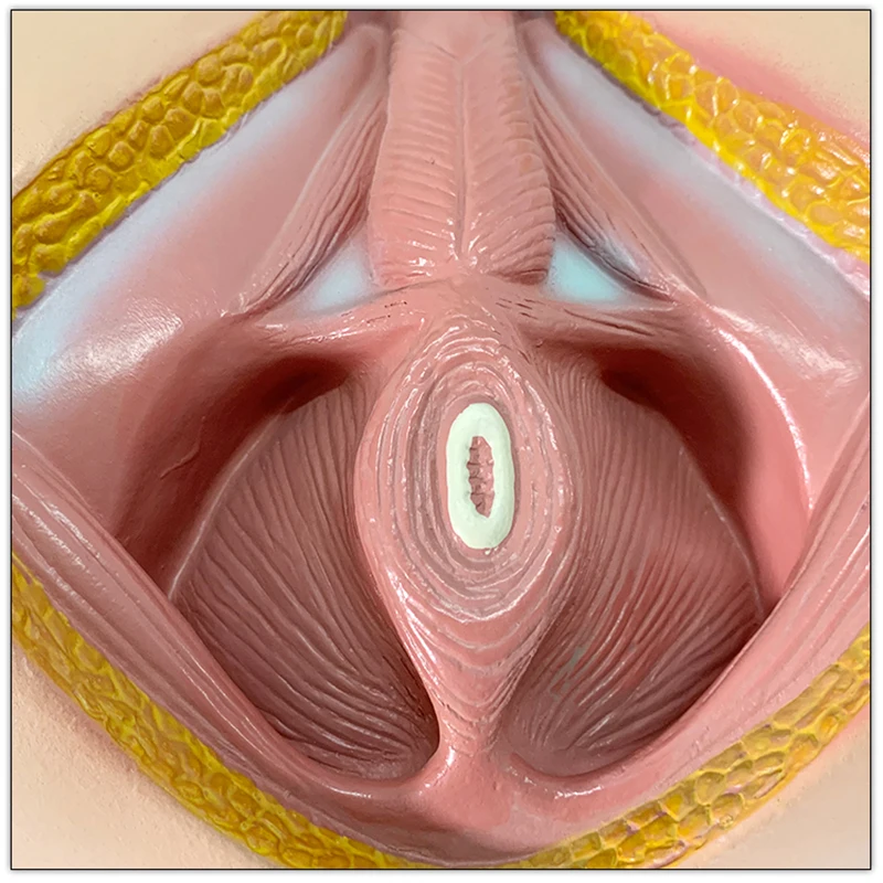 Male Perineum Model Perineal Area Pelvic Blood Vessels Muscles Genitalia and Anus Anatomical Model Educational Tool