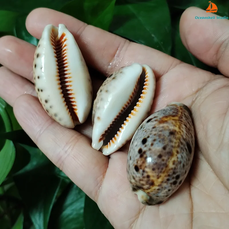 3 PCS Lynx Cowry Shells Natural Eyed Lyncina Cowrie Seashell For Aquarium Landscaping Shell Ornaments Fish Tank, Candle Making