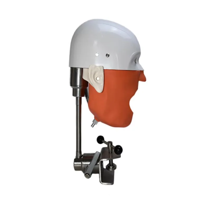 New Anatomy Model Standard Model Removable and Installable Phantom Simulator Model  Head Mold for