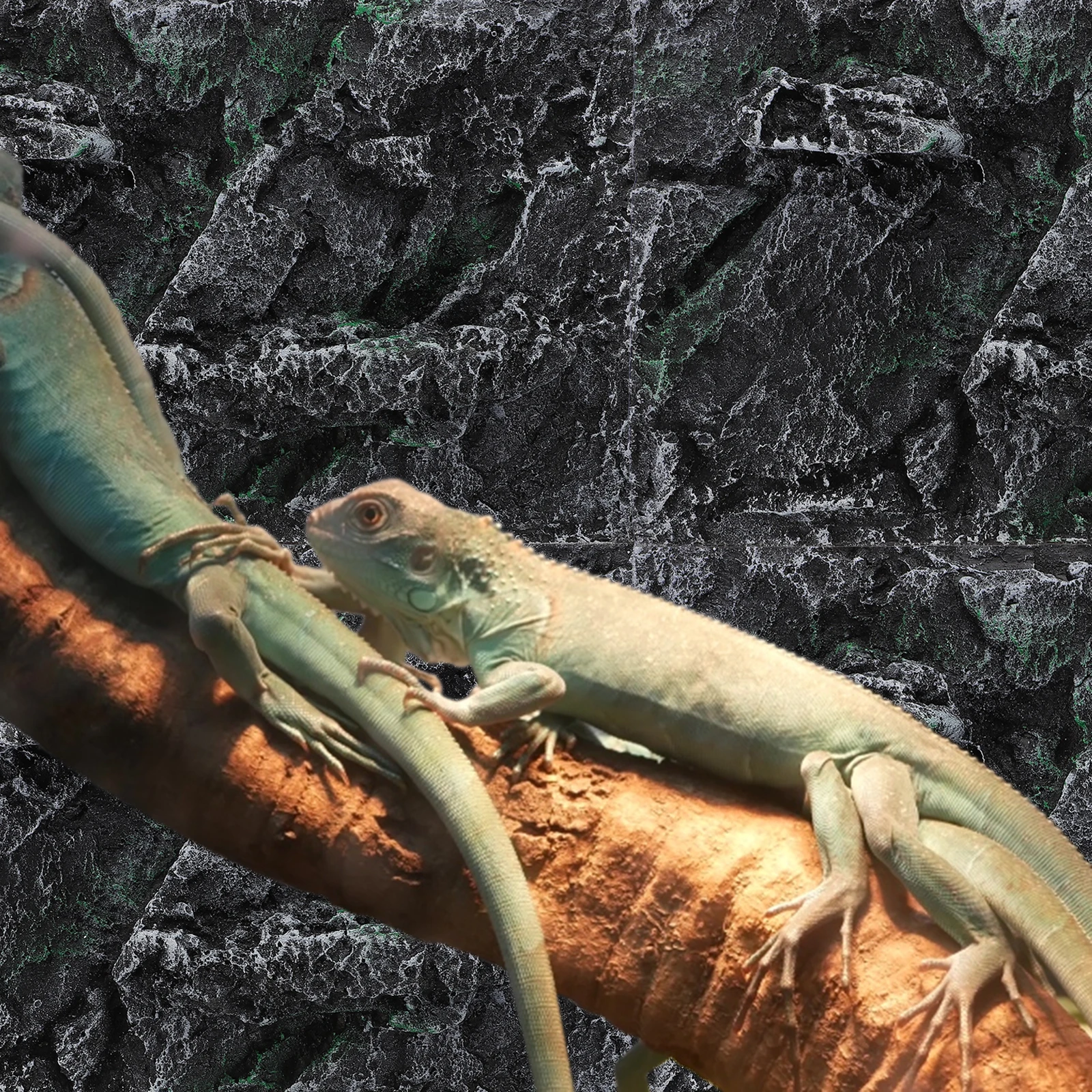 

Background for Reptile Tank Lizard Habitat Decoration Bearded Dragon Accessories