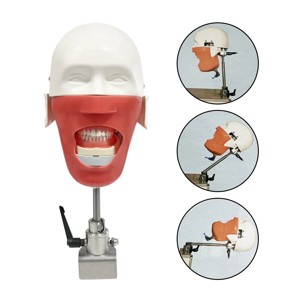 New Style Training Phantom Dental Head Dental for Training Practice Dentist Education Practice Head Model Simulation with 28Pcs