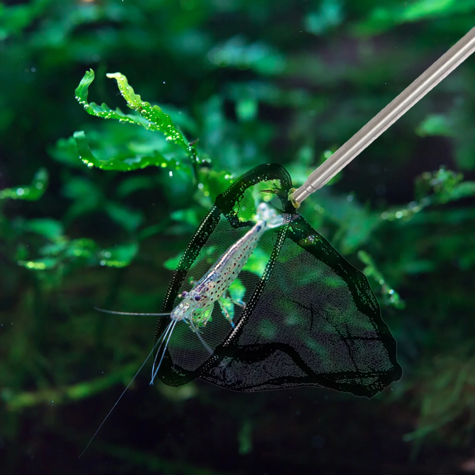 

Shrimp Dredge Fishing Nets Portable Long Pole Telescopic Net Stainless Steel Aquarium Child Shrimp Net Compact