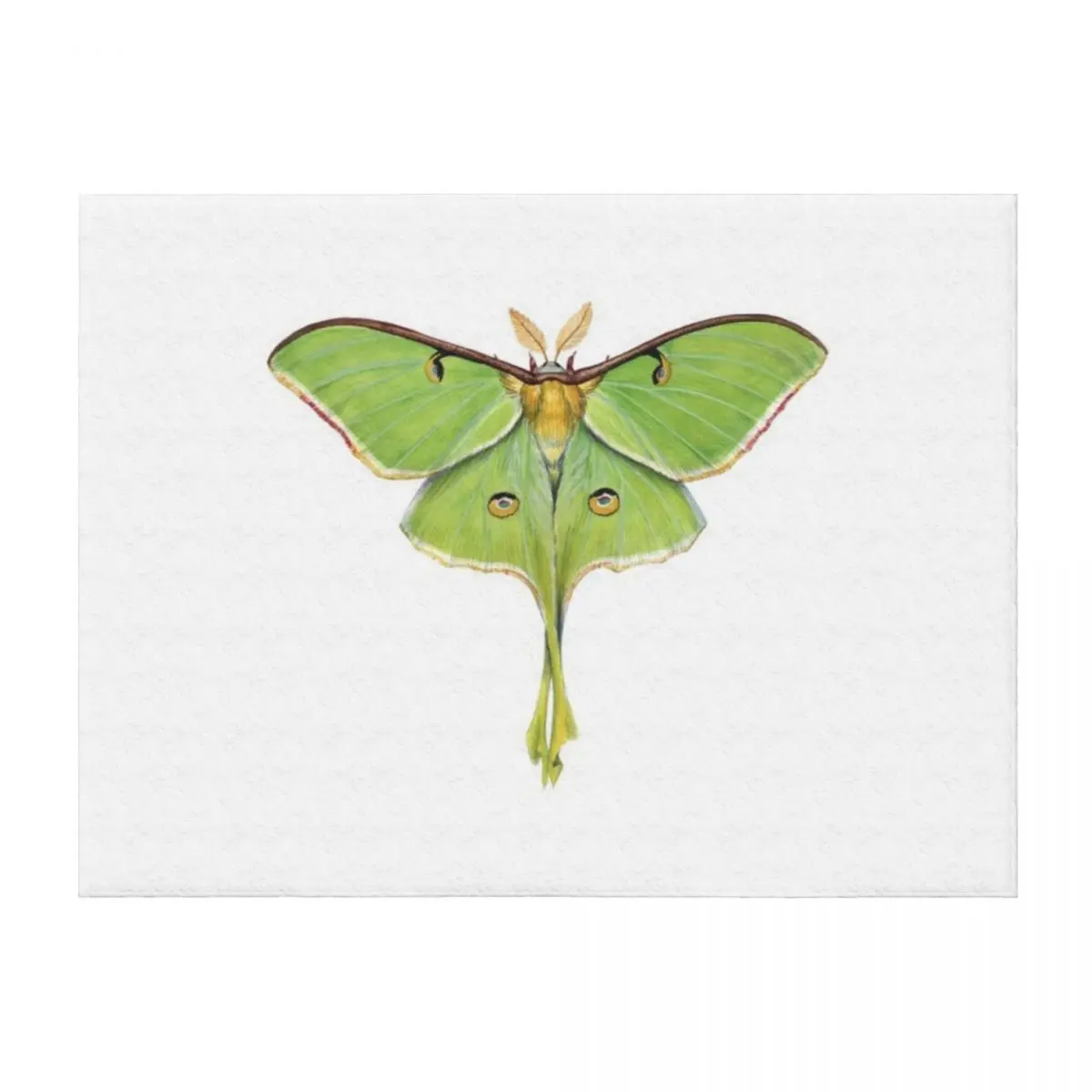 

Одеяло Luna Moth (Actias luna) II, утяжеленное, самое, гигантский диван, персонализированные подарочные одеяла