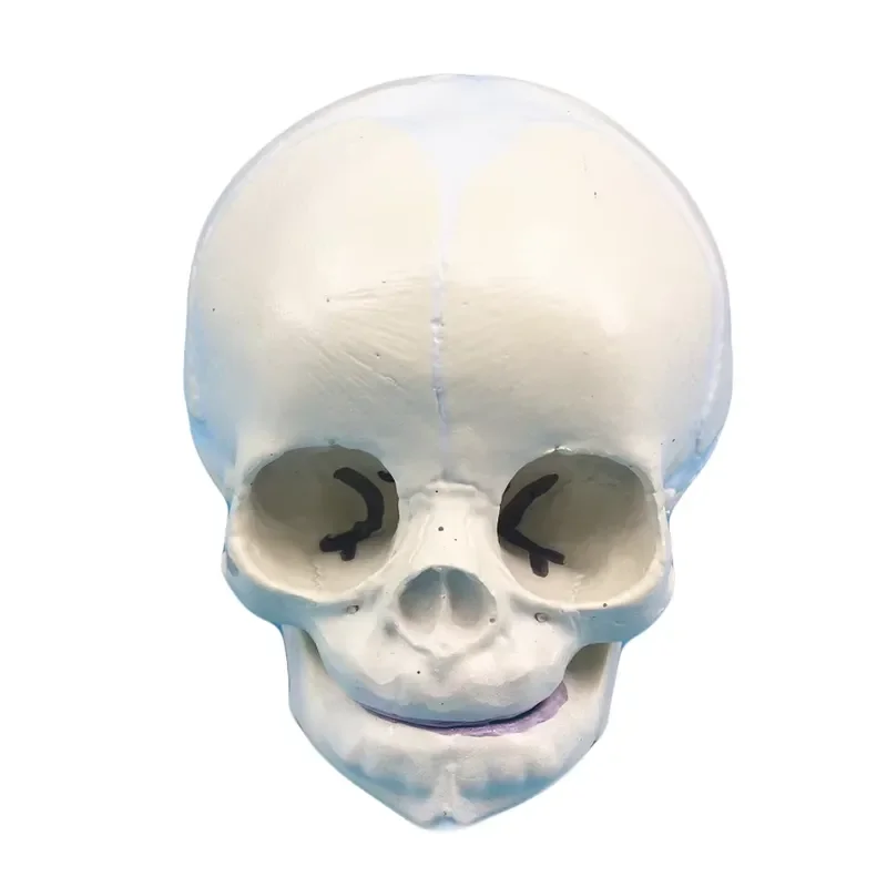 Medical Science Life Size Human Teaching Demonstration PVC Plastic Anatomical Structure Anatomy Fetus Infant Baby Skull Model