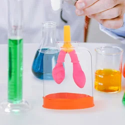 Compact Portable Human Lung Model Lung Anatomy Model Education Teaching Tool Scientific Instrument Breathing Lungs Display