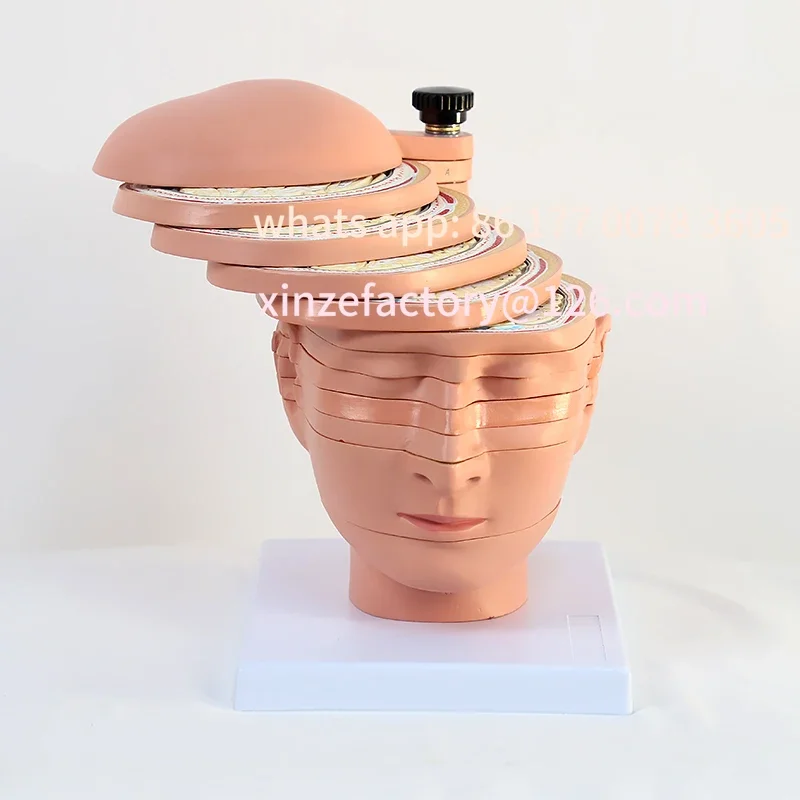 Customizable Head Model Brain Neural Function Horizontal Section Model