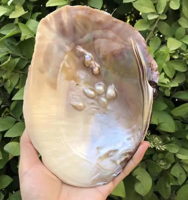 Conch Shell Pearl Oyster Pearl Clam Shell Fish Tank Aquarium Landscaping Shell Creative Plate Soap Box