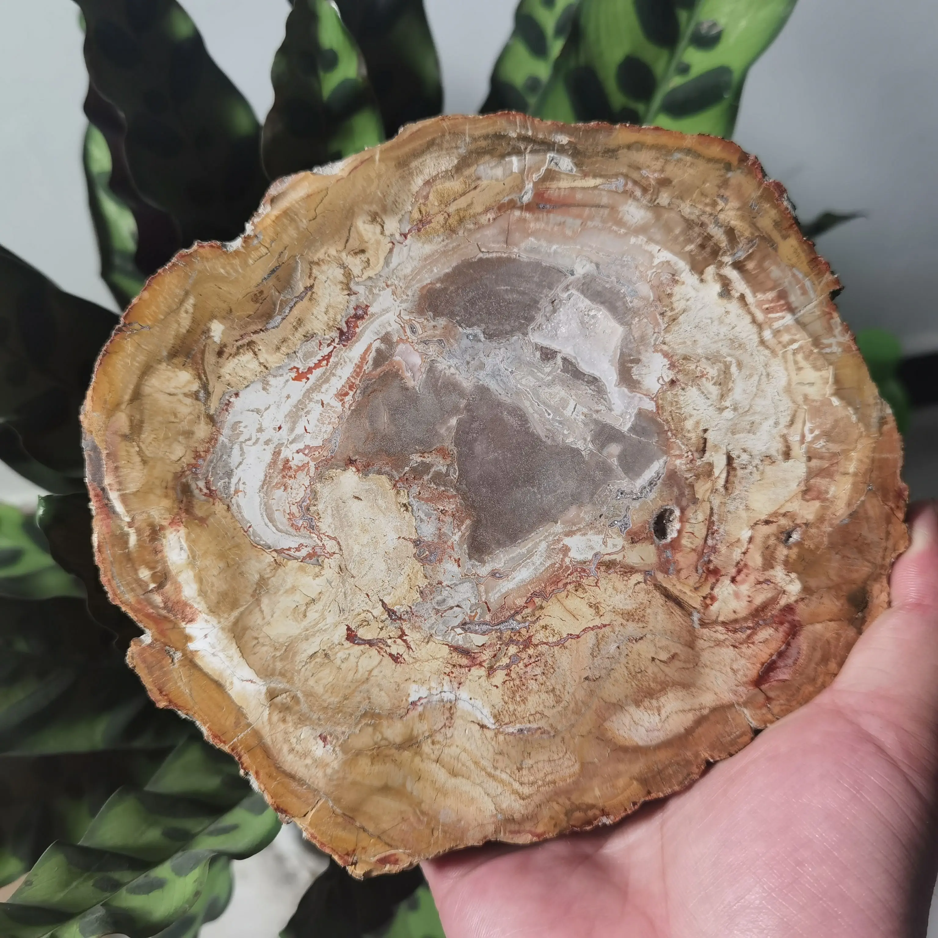 NATURAL PETRIFIED WOODEN COASTER CRYSTAL POWER STONE GIFT